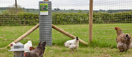 chicken electric fence for sale